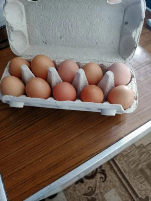 Домашнее яйца