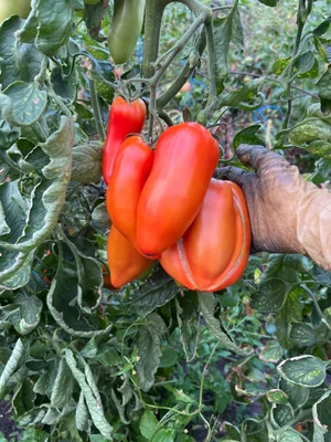 Розовый помидор (средний и крупный)