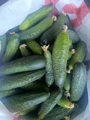 Огурцы