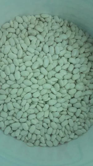 Чеснок домашний