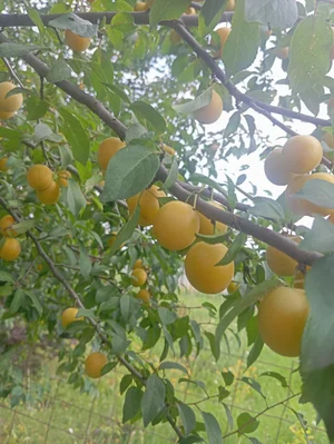 Слива жёлтая