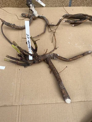 Корни пиона Хиллари