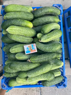 Фасоль
