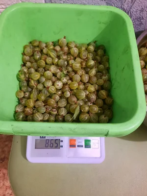 Красная смородина