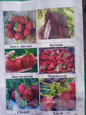 Рассада клубники