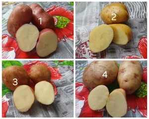 Рокко