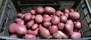 Картофель