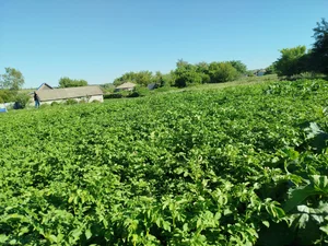 Картофель сорта Коломбо, Королева Анна и Жуковский