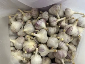 Картофель