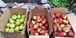 Яблоки Россошанка крупная