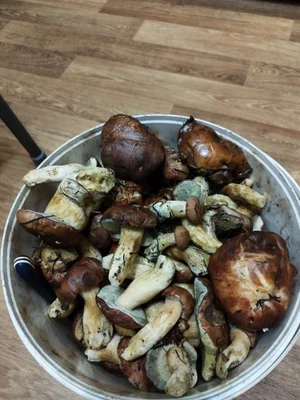 Опята маринованные