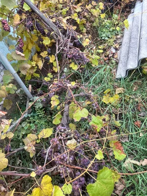 Виноград Лидия