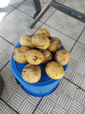 Лук