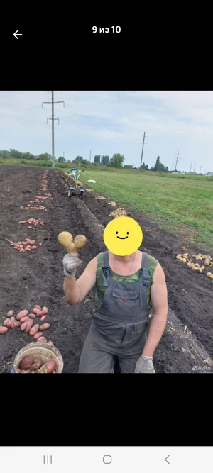 Домашний картофель