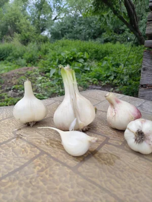 Картофель