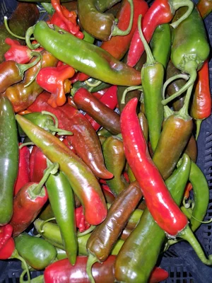 Ранетка