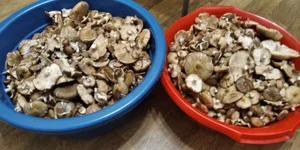 Опята маринованные