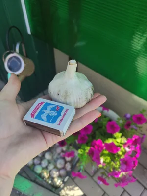 Чеснок