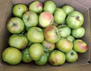 Яблоки Россошанка крупная