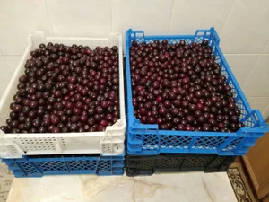 Черешня