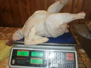 Петушков бульонных