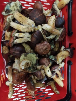 Опята маринованные