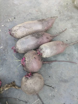 Картофечка разная