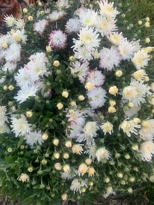 Хризантемы мультифлора