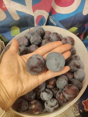 Слива домашняя крупная