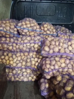 Картофель