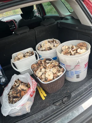 Рядовка тополевая