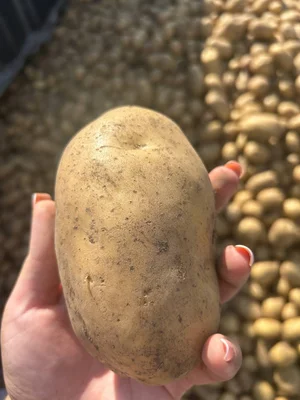 Картофель