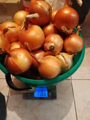 Лук