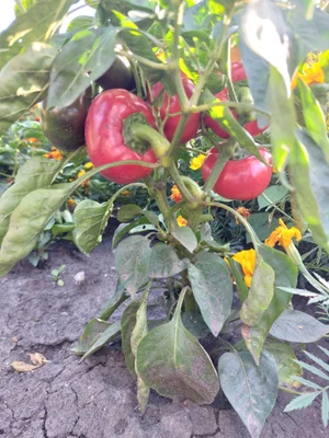 Болгарский перец