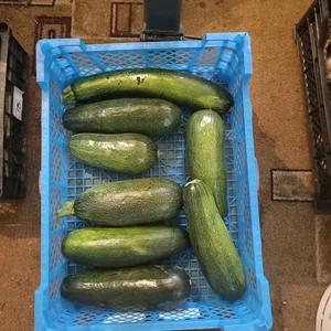 Огурцы