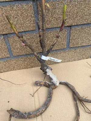 Корни пиона Хиллари