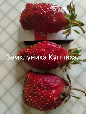 Купчиха