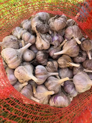 Сливы
