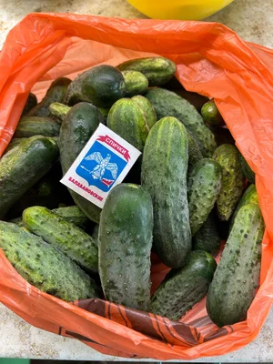 Огурцы грунтовые