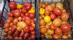 Помидоры грунтовые (остатки микса сортов)