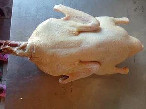 Утка