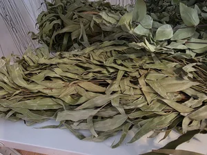 Эвкалиптовый веник круглолистный