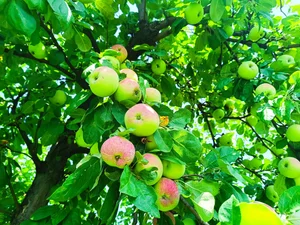 Яблоки - сорт кисло- сладкий, рыхлый, для еды