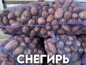 Картофель