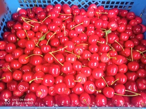 Черешня