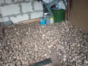 Яблоки