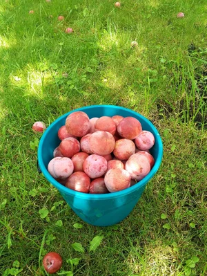 Слива Красномясая
