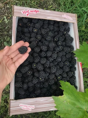 Ежевика