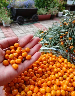 Облепиха