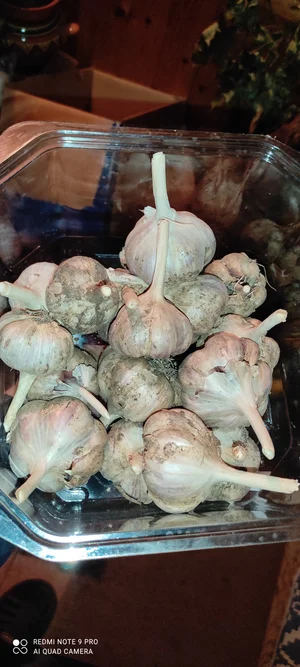 Грецкий орех